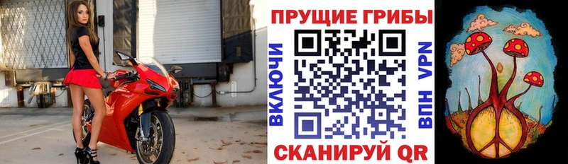 мориарти как зайти  Эртиль  Псилоцибиновые грибы Psilocybe  как найти закладки 